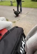 cock