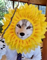 fursuit187