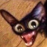 Funny Cat