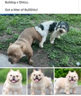 pitbull_snuffles_hybrid_gonna_make_a_billion_of_these