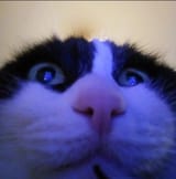 cat26