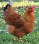 chicken
