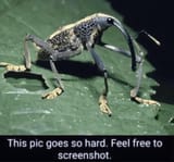 i-made-some-weevil-memes-v0-jo9xj6y7qjla1