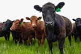 coned-beef-production-certificate