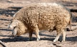 Mangalica 2