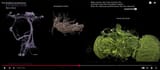 is_evolution_true_shut_it_and_create_a_brain_in_software
