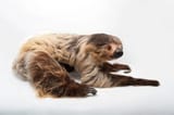 Linnaeus&#039;s Two-Toed Sloth