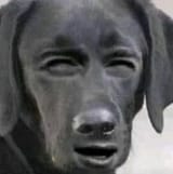 dogface