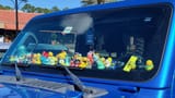 ducks-blue-jeep