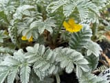 Silverweed