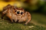 SPIDERCUTE15