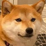 shib