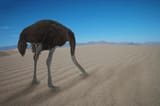 ostrich-hiding-his-head-under-sand-buena-vista-images-3049082586