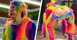 rainbowDildoMonkey