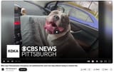 Screenshot 2025-07-23 at 16-40-46 Man says Pennsylvania emergency vet euthanized his son&#039;s lost dog without trying to contact him - YouTube