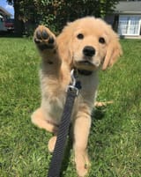 heil_doggo