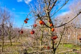 dry-mummified-fruits-on-a-tree-branch-in-the-sunny-spring-day