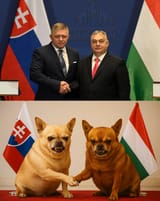 Chihuahuas
