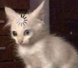 84984