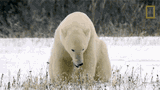 ChillPolarBear