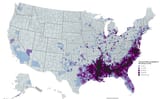 black population