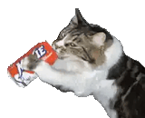 cat-spazz