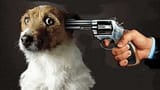 the-national-lampoon-pistol-dog-1200x833-v0-210d4iu53pqe1