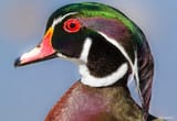 Wood Duck Drake Close Up