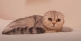 pallas cat