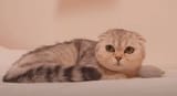 pallas cat 2