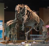 Covid2025_GroundSloth