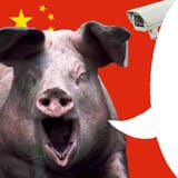 on pol pig