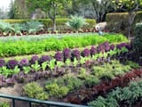 edible landscape