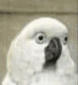 1721849811305285