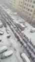 line up in the blizzard for a swab test cattle_thumb.jpg