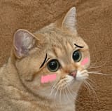 kawaii-cat