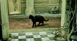 9b836-matrix-cat