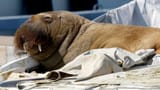 babby walrus