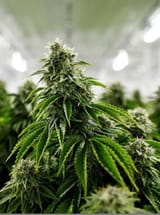 the-stages-of-cannabis-growth
