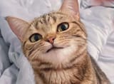 CatSkeptical