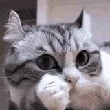cat-thinking