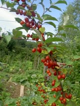Goumi-fruits