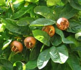 Medlar_pomes_and_leaves