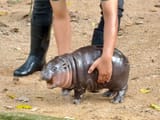 pygmy-hippo-thai-zoo-6