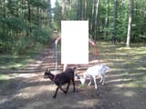goats