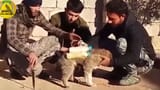 ISIS_puppy