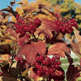Viburnum trilobum