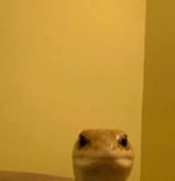 175271430701168569