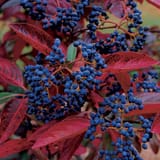 Viburnum_nudum_Winterthur_lg