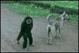 monkey-dog (1)